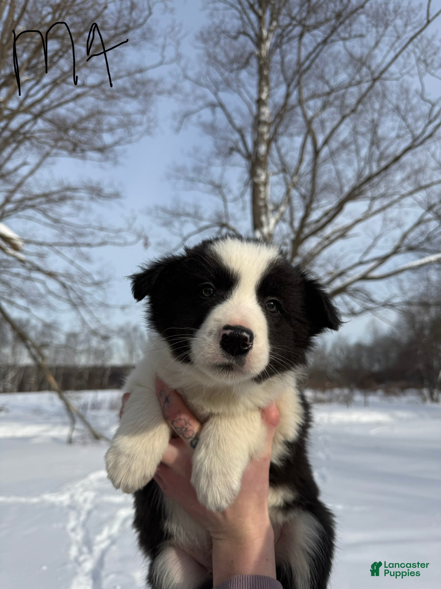 Border Collie dogs Male 4 - Ad 32