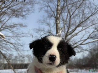 Border Collie dogs Male 4 - Ad 32