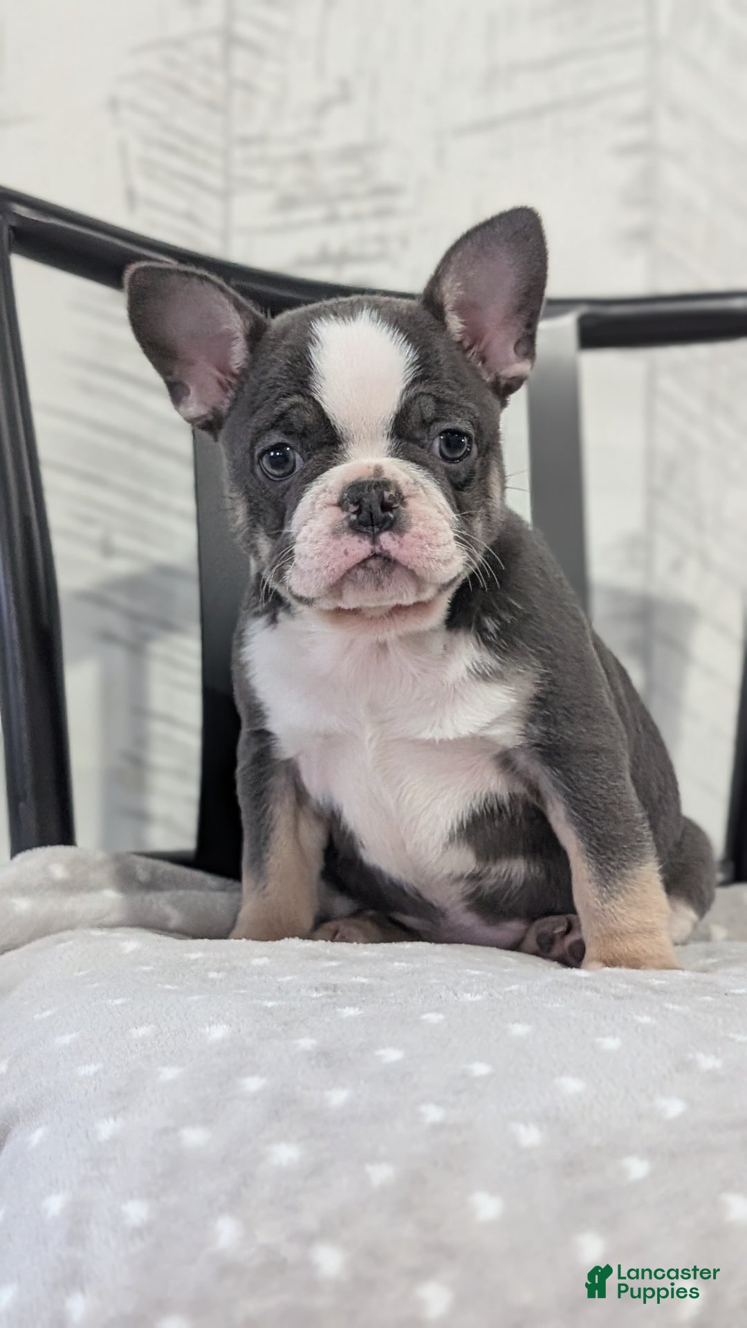 French Bulldog dogs for sale: Xena - Ad 7