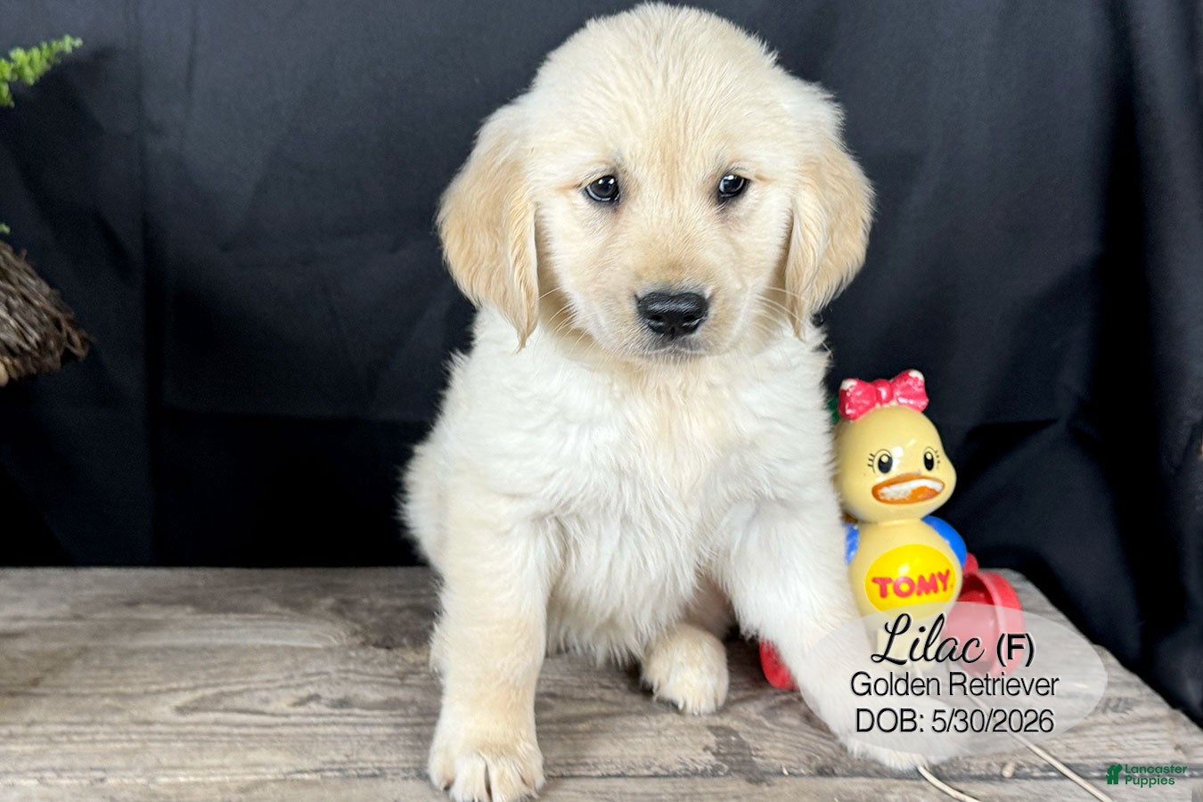 Golden Retriever dogs Lilac - Ad 1
