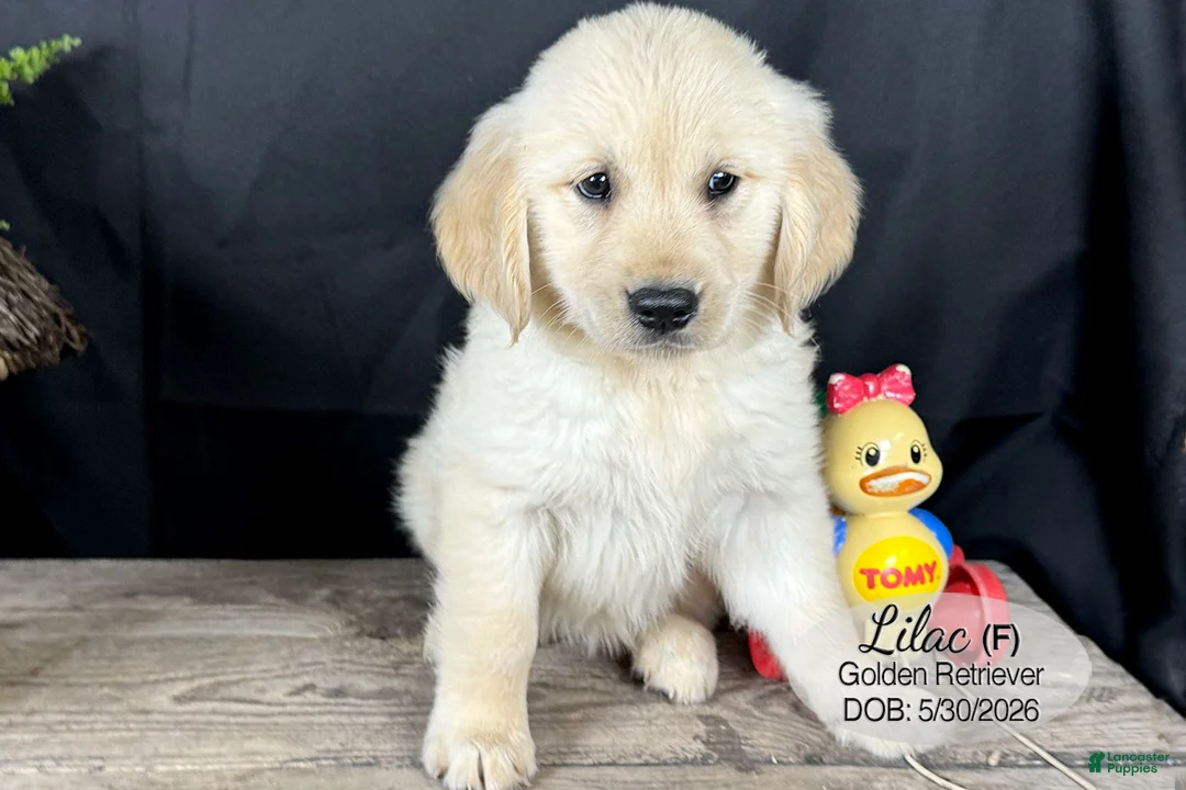 Golden Retriever dogs for sale: Lilac - Ad 1