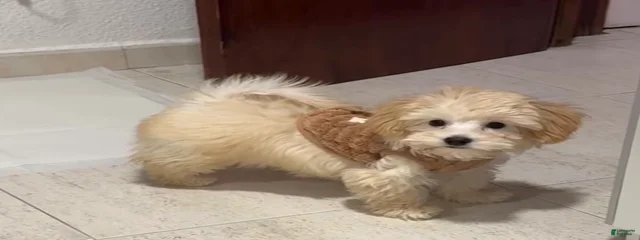 Rosie