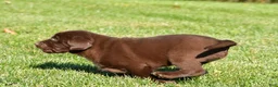 Labrador Retriever dogs for sale: Jackson - Ad 10