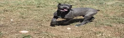 Cane Corso dogs for sale: Macho - Ad 2