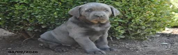 Labrador Retriever dogs for sale: Matt - Ad 4
