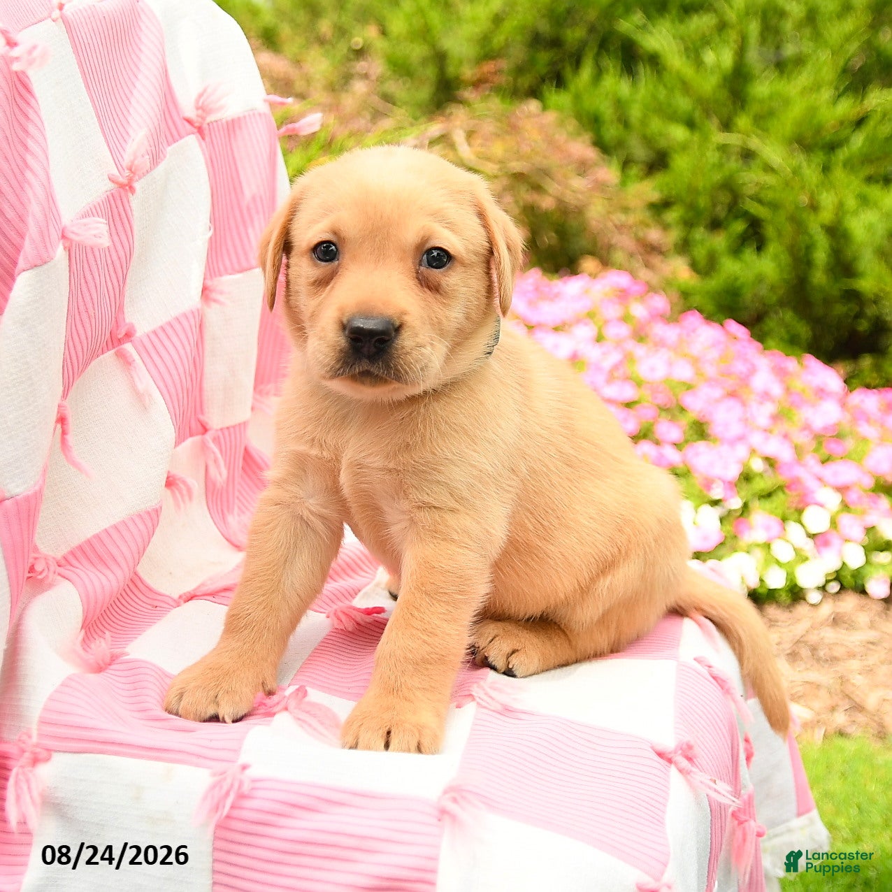 Labrador Retriever dogs Gavin - Ad 2