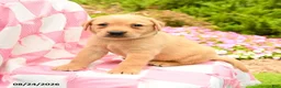 Labrador Retriever dogs for sale: Gavin - Ad 2