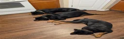 Rottweiler dogs for sale: Rottweiler 9 - Ad 2