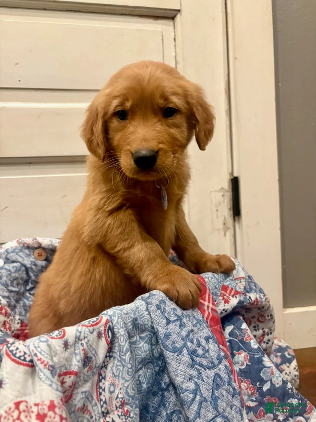 Golden Retriever dogs for sale: Hunter - Ad 2