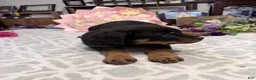 Rottweiler dogs for sale: Rottweiler Girl 2 - Ad 3