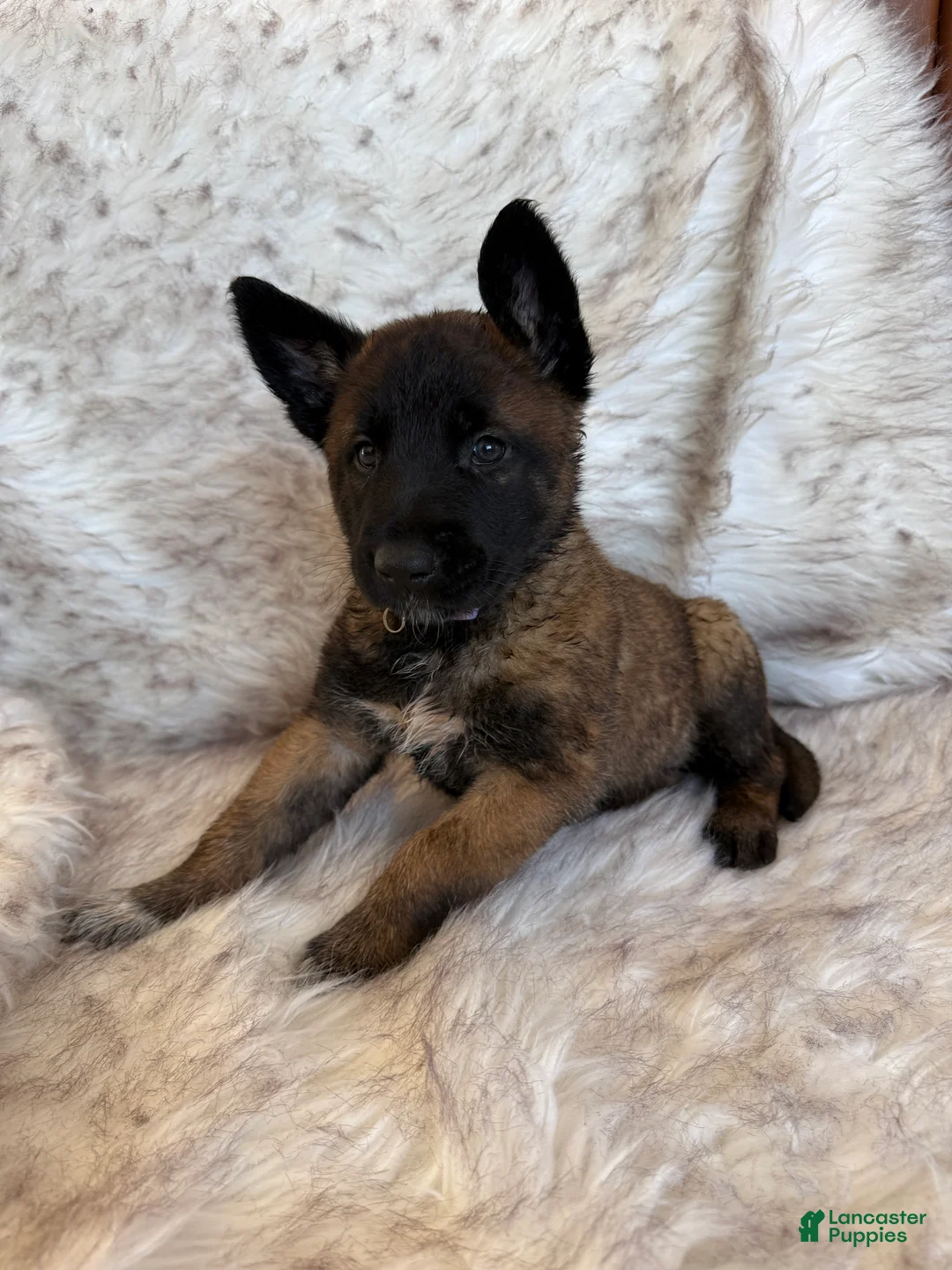 Belgian Malinois dogs for sale: Lavendar - Ad 2