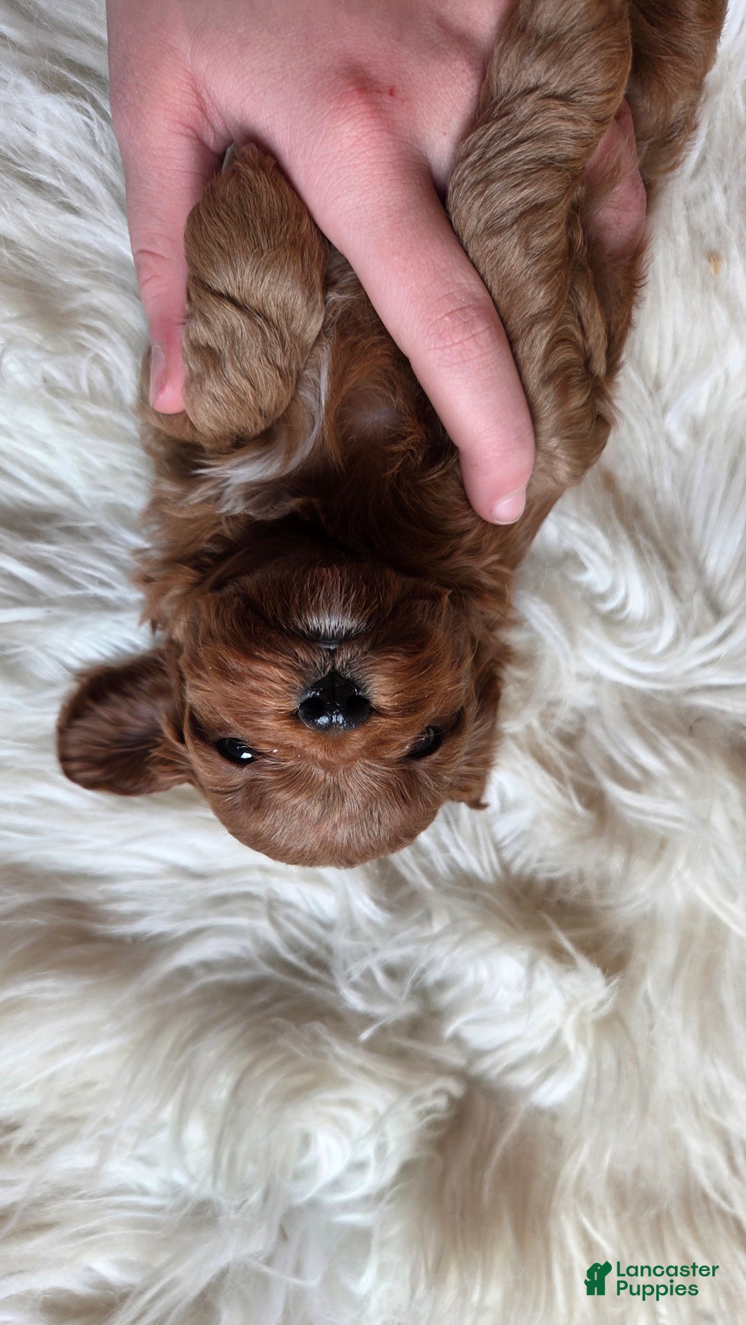 Cavapoo dogs for sale: Jasper - Ad 6