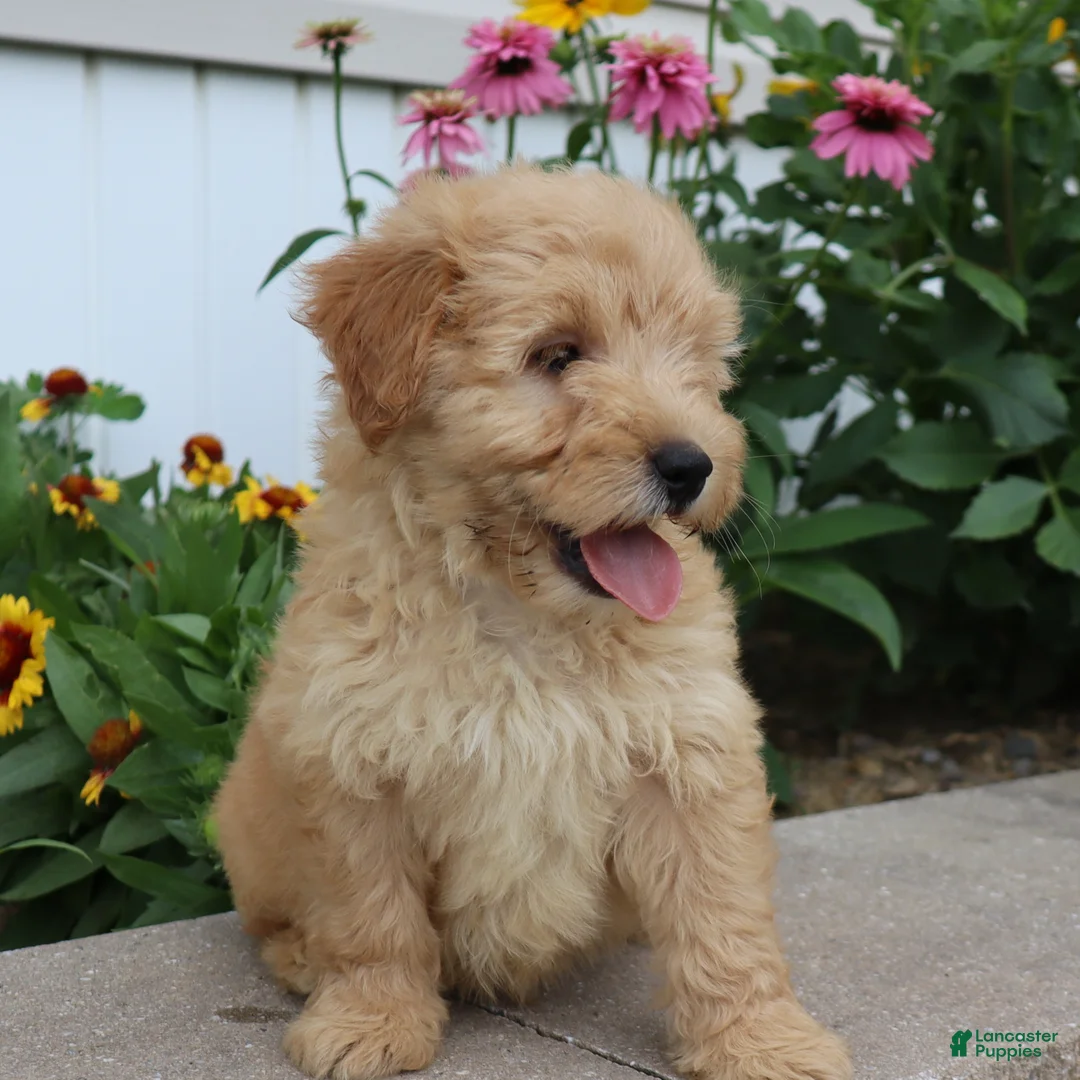 Mini Goldendoodle dogs for sale: Fritzy - Ad 1
