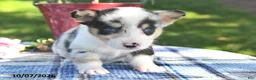 Welsh Corgi Pembroke dogs for sale: Cookie - Ad 3