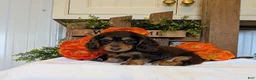 Miniature Dachshund dogs for sale: Miniature Dachshund Puppy 1 - Ad 1