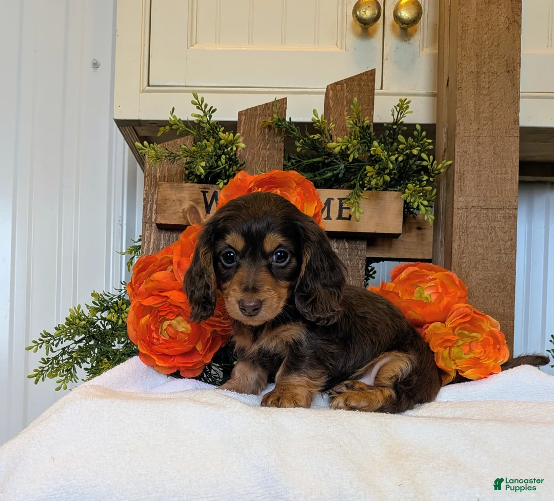 Miniature Dachshund dogs for sale: Miniature Dachshund Puppy 1 - Ad 1