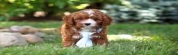 Cavapoo dogs for sale: Oscar - Ad 5