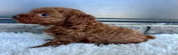 Toy Poodle dogs for sale: Rubble - Ad 3