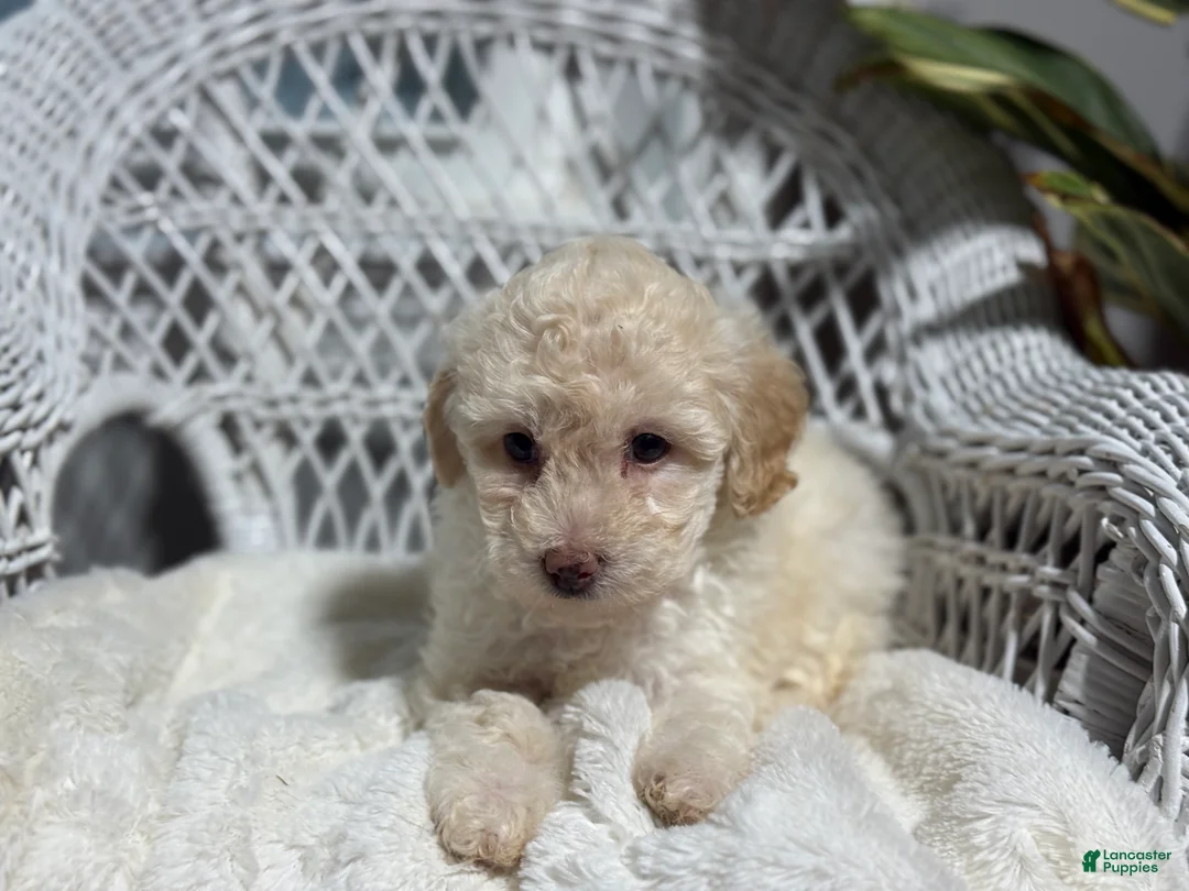 Bichpoo dogs for sale: Francess  - Ad 6