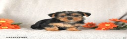 Yorkshire Terrier dogs for sale: Roxy - Ad 1