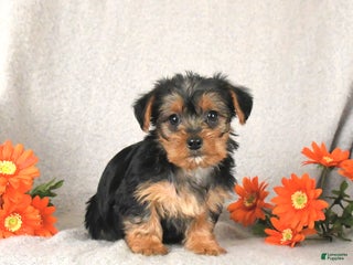 Yorkshire Terrier dogs Roxy - Ad 4