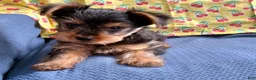 Yorkshire Terrier dogs for sale: KitKat  - Ad 4