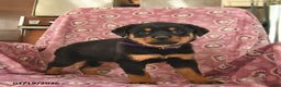Rottweiler dogs for sale: Sunlight  - Ad 1