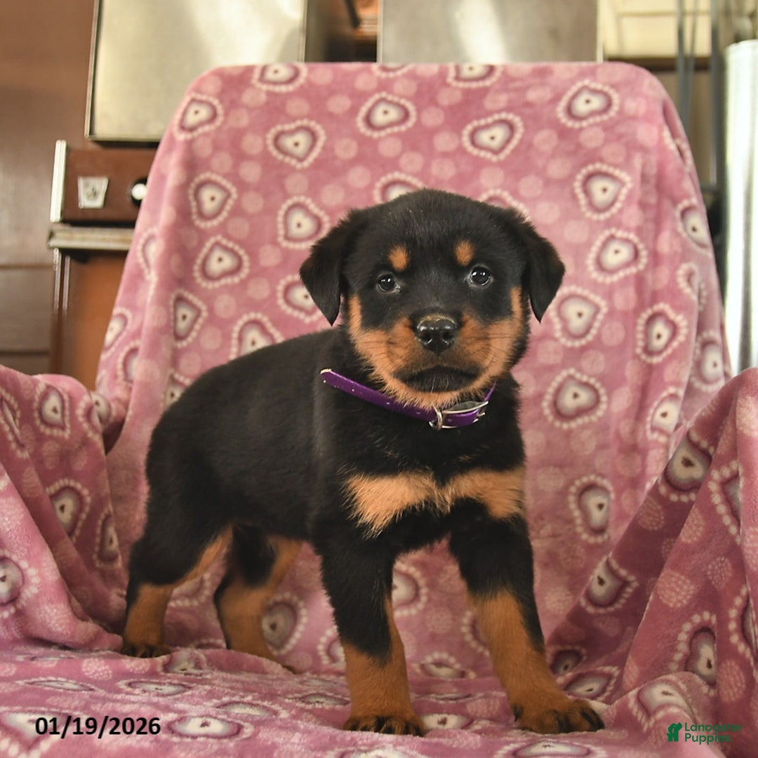 Rottweiler dogs for sale: Sunlight  - Ad 1