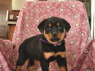 Rottweiler dogs Sunlight - Ad 34