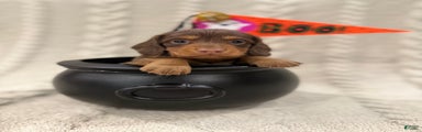 Dachshund Puppy 2