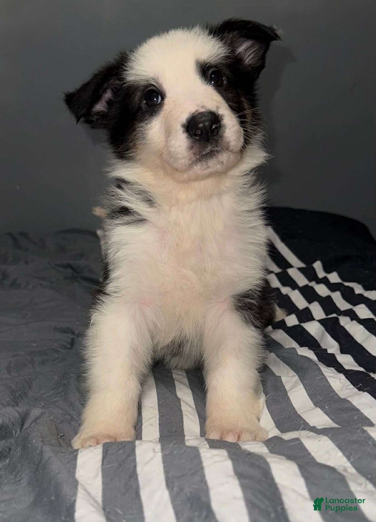 German Shepherd dogs Grinch - Ad 6