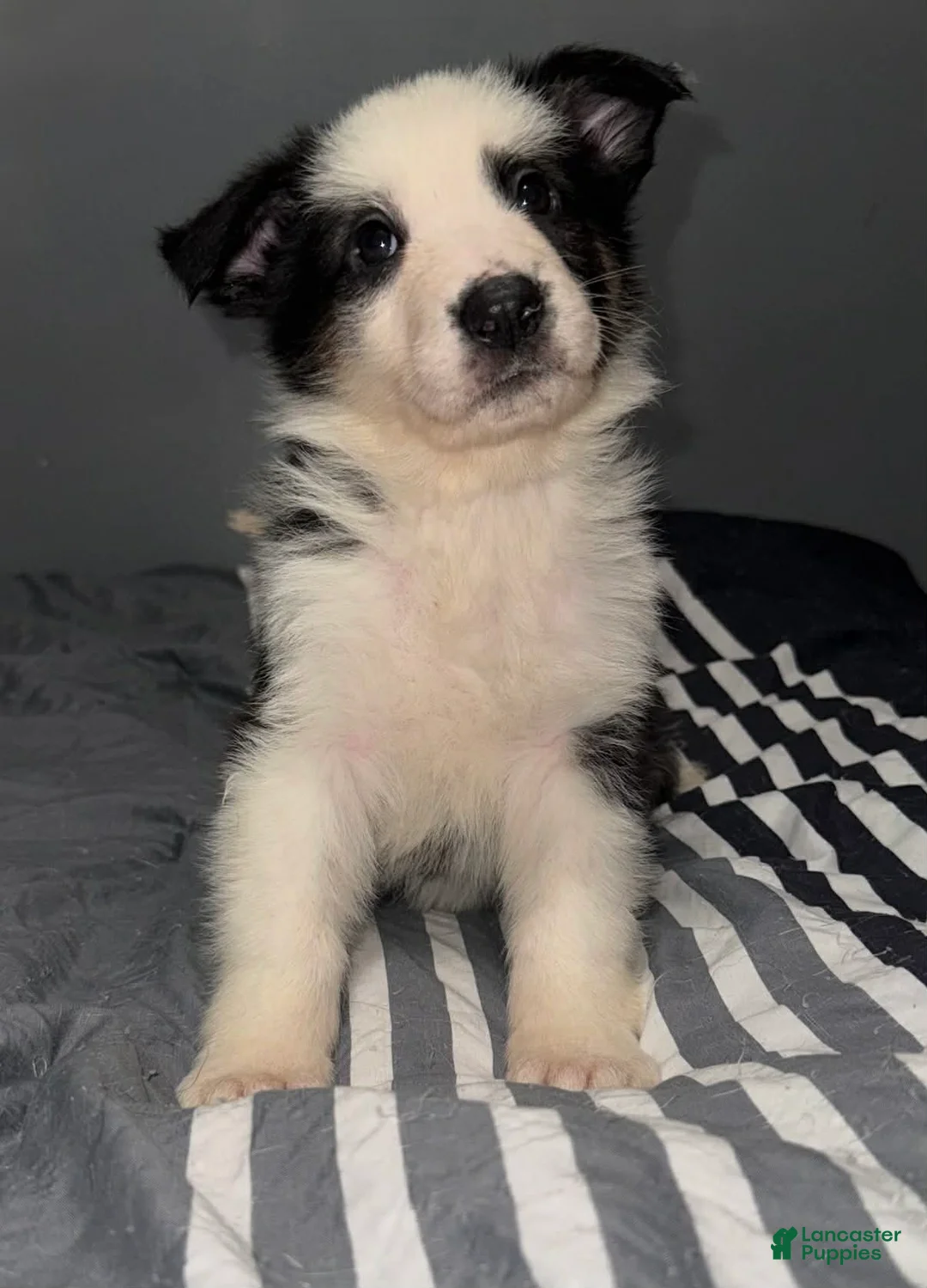 German Shepherd dogs for sale: Grinch - Ad 1