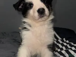 German Shepherd dogs Grinch - Ad 6