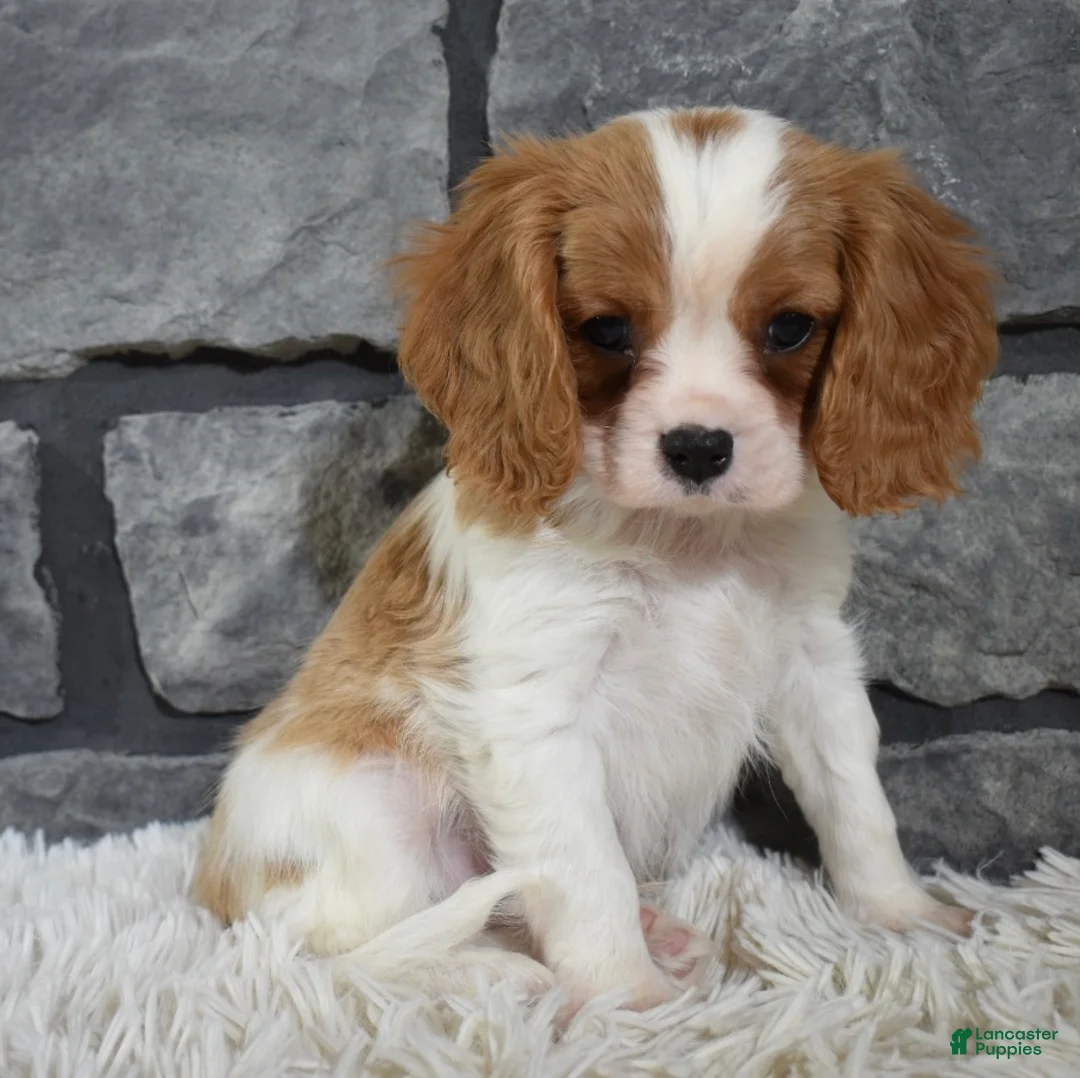 Cavalier King Charles Spaniel dogs for sale: Rocco  - Ad 1