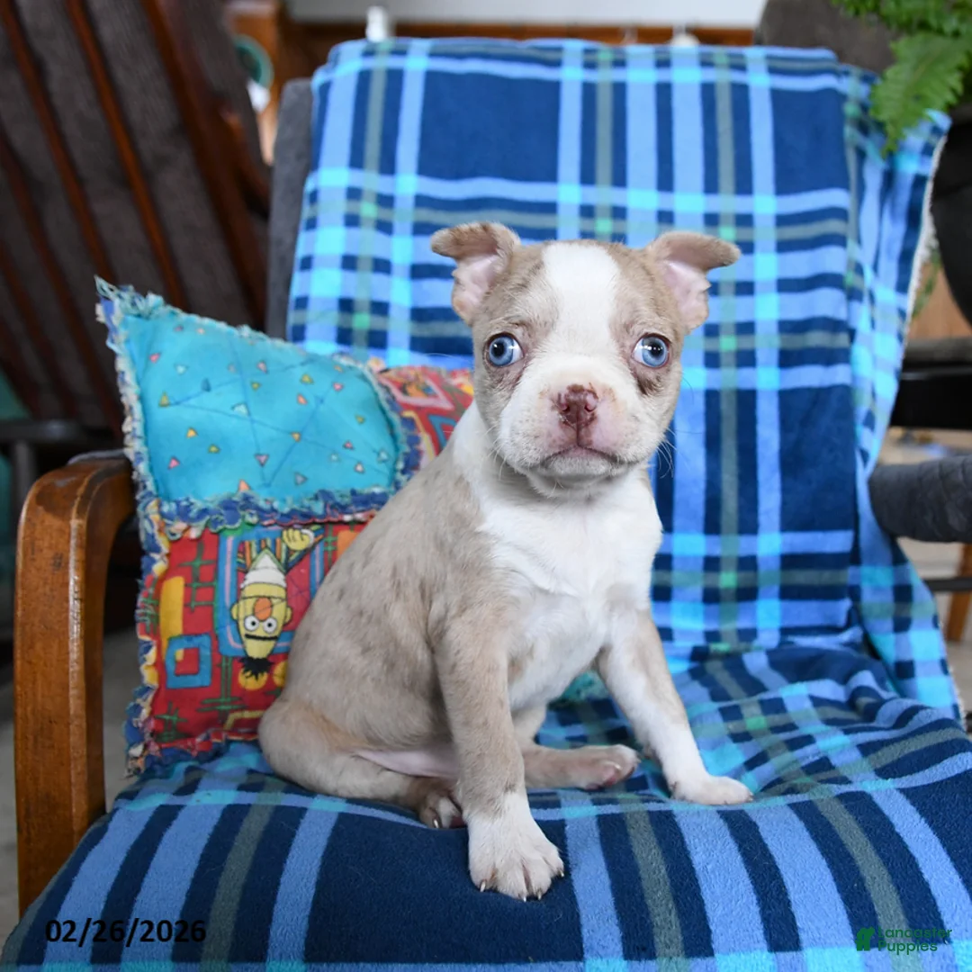 Boston Terrier dogs for sale: Quinn - Ad 2