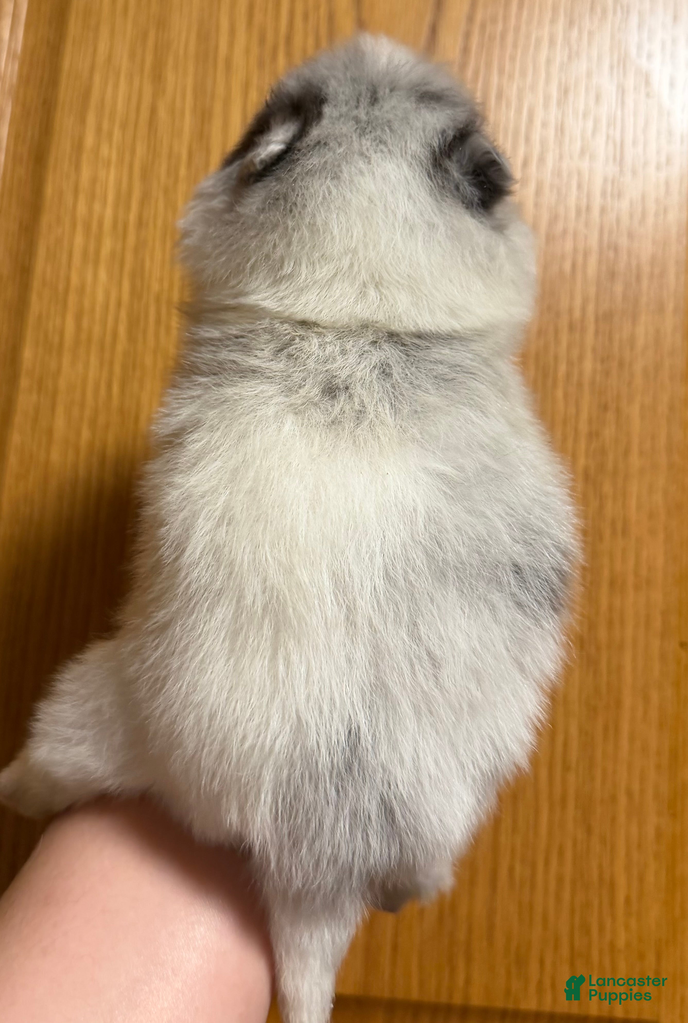 Pomeranian dogs Pomeranian Puppy 1 - Ad 2