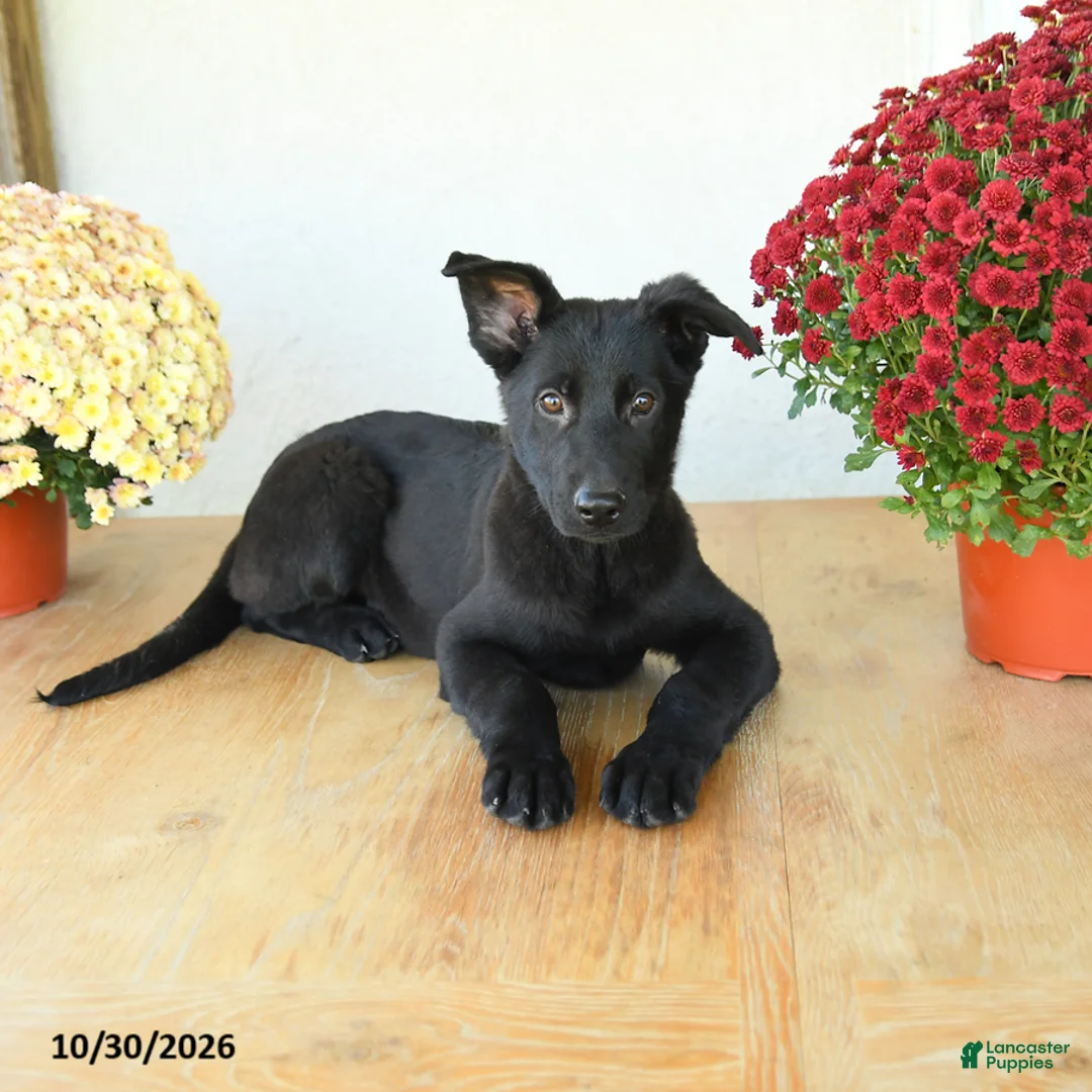 German Shepherd dogs for sale: Baker - Ad 2
