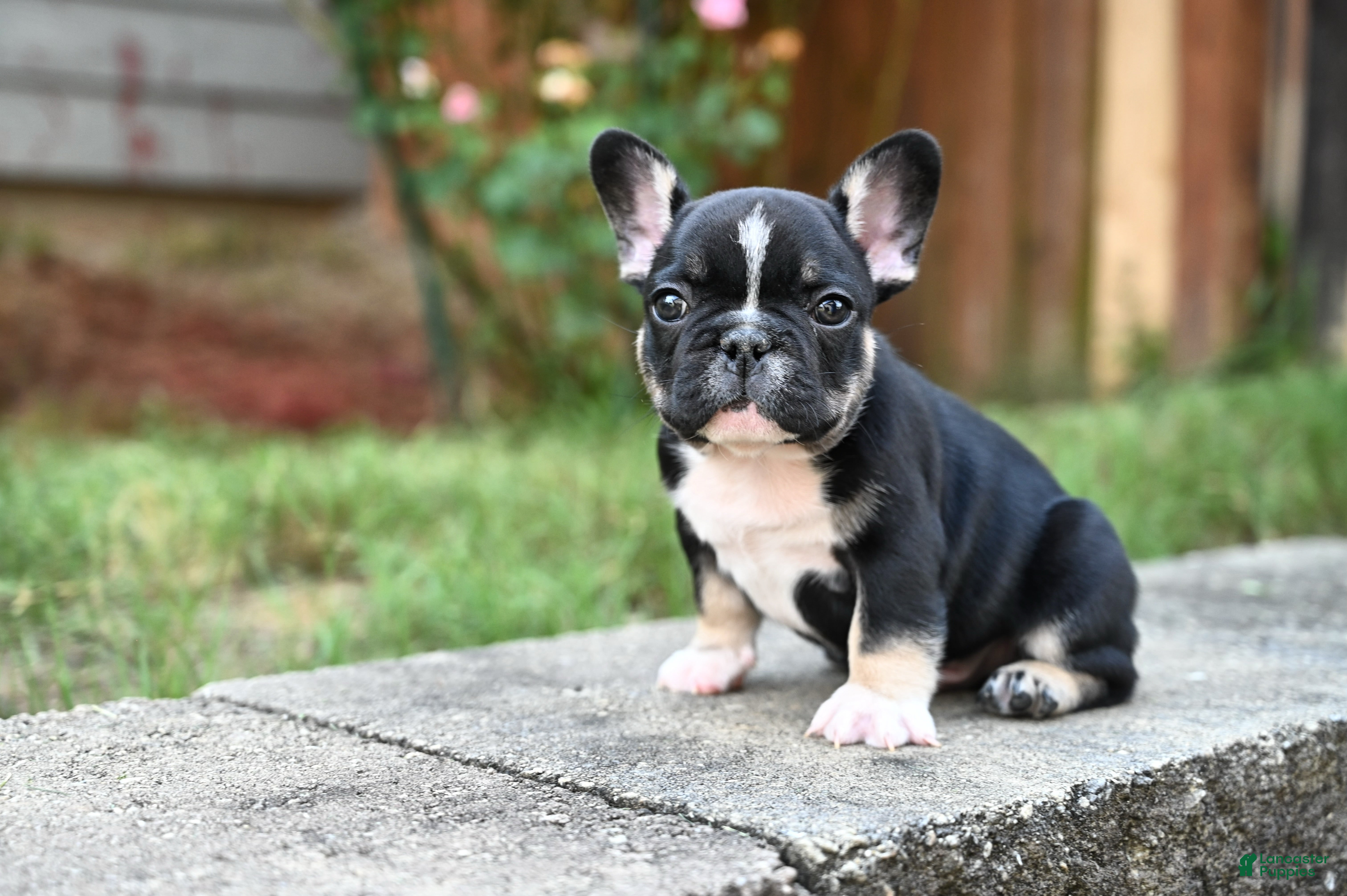 French Bulldog dogs Poppy - Ad 1