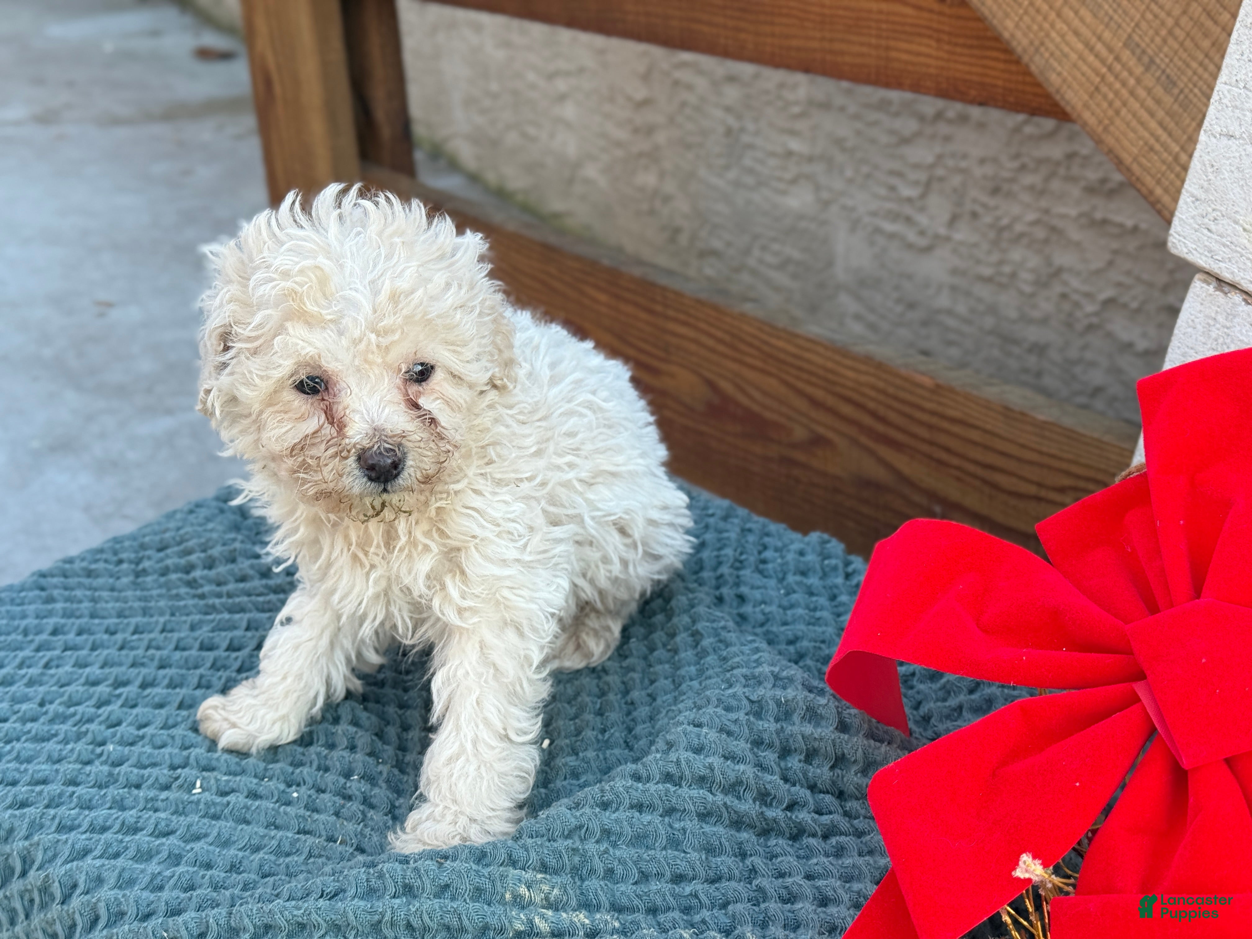 Bichpoo dogs Levi - Ad 2