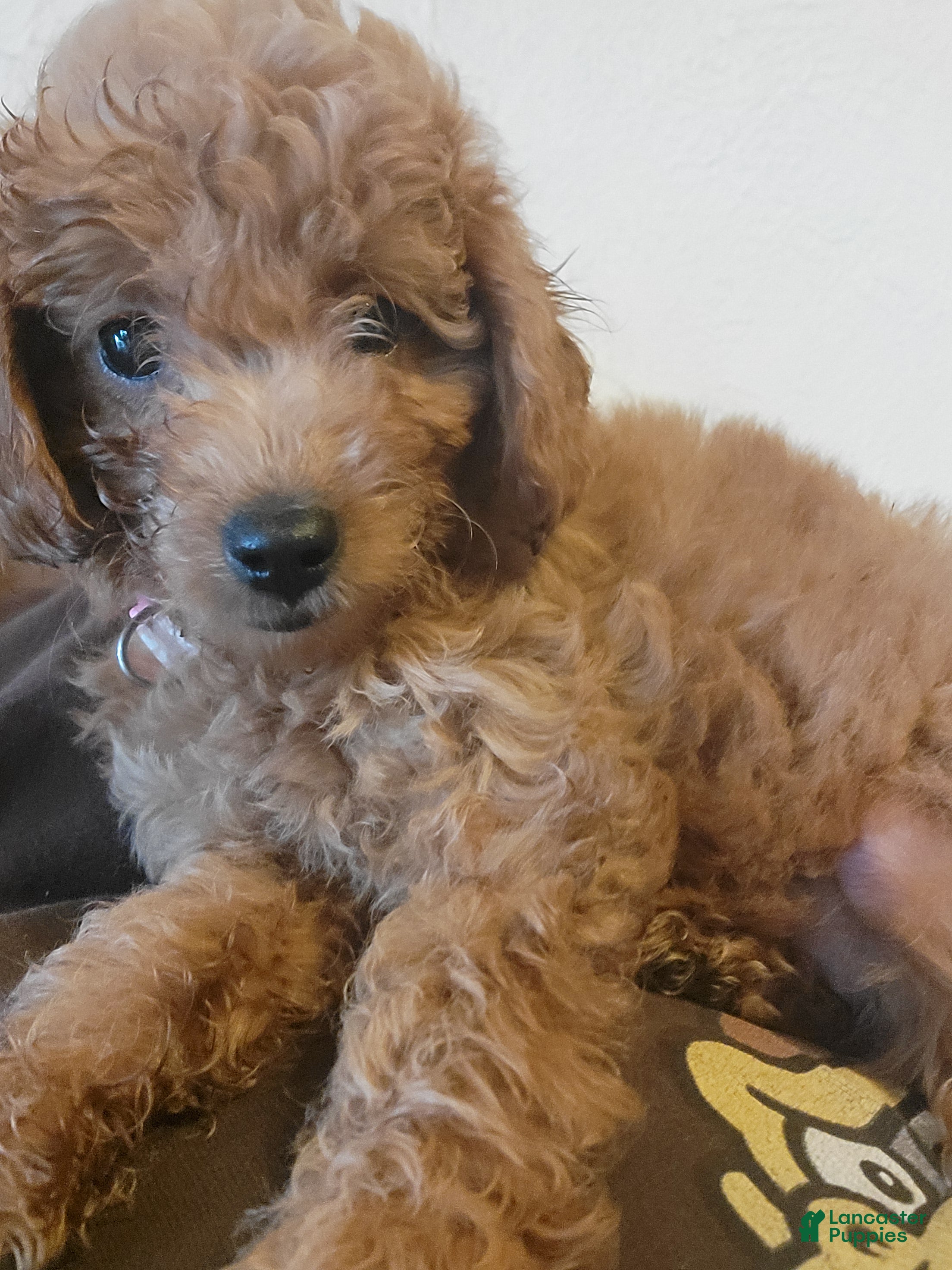 Mini Goldendoodle dogs lucy - Ad 1