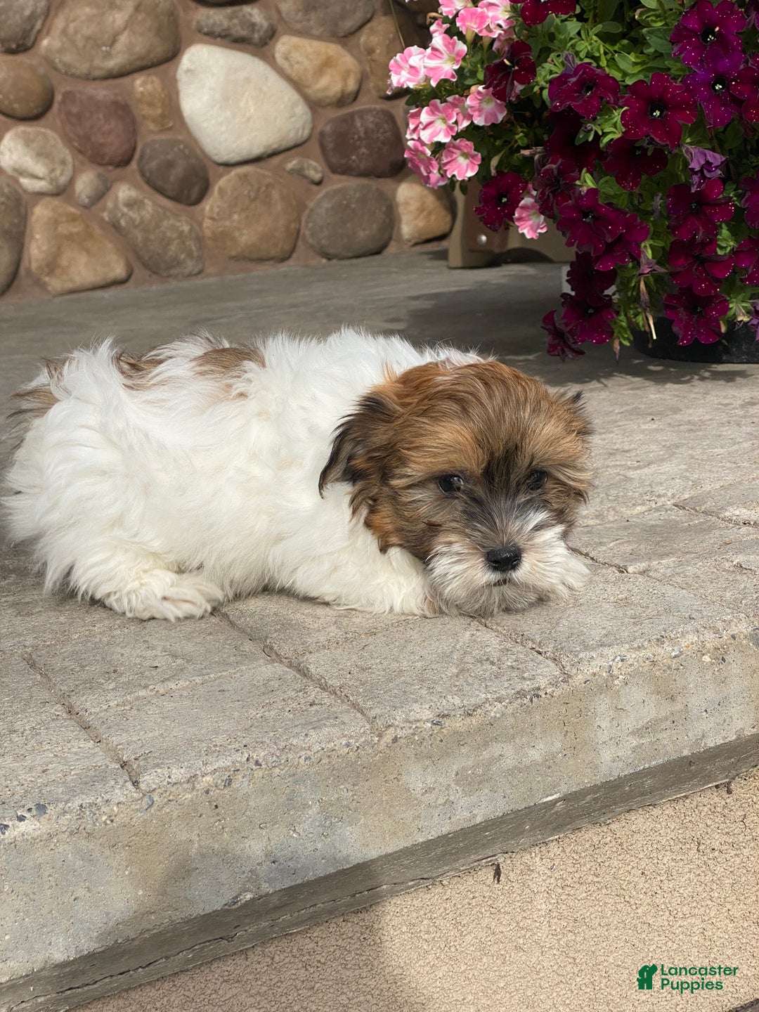 Havanese dogs for sale: Homer - Ad 3