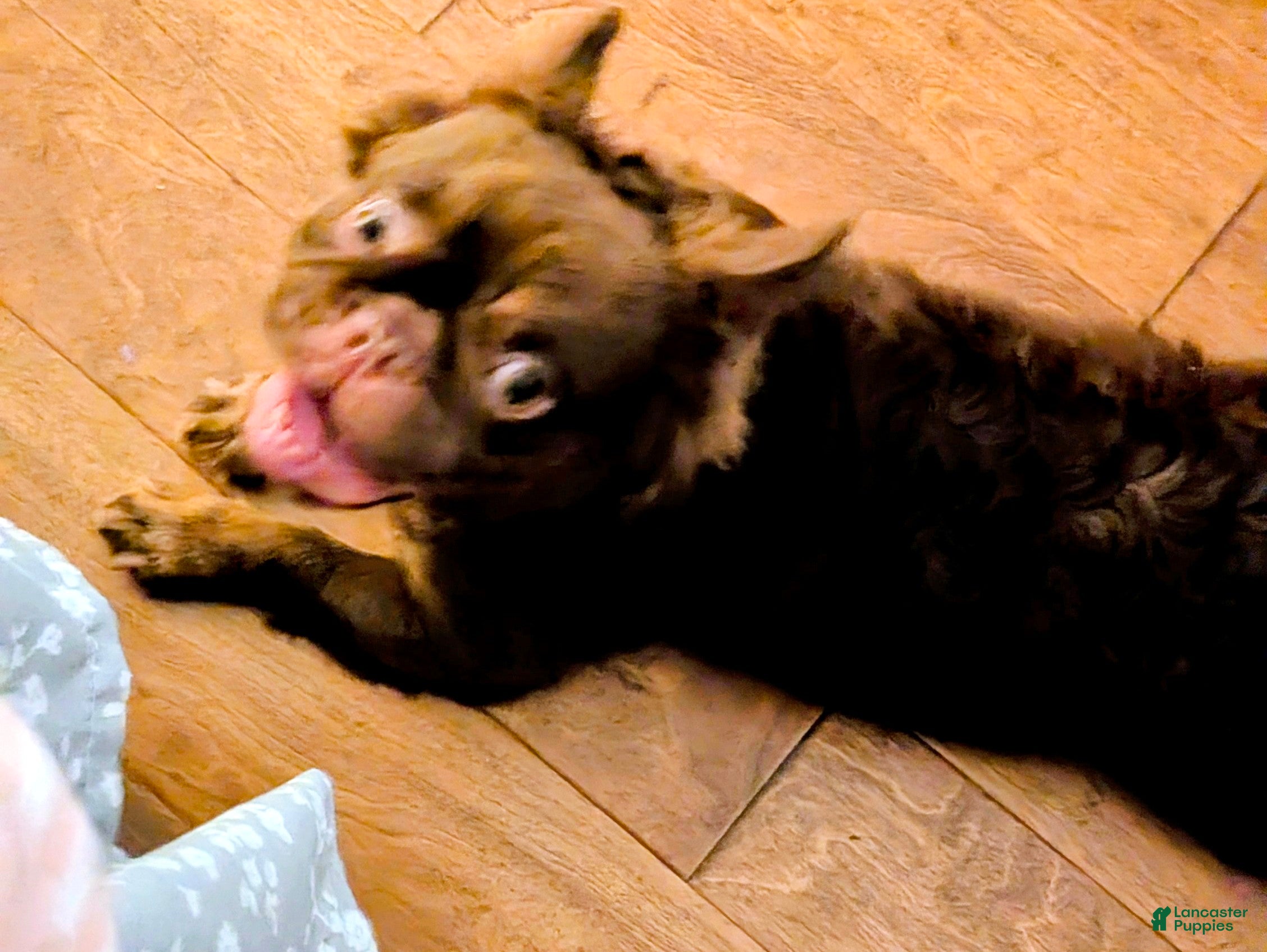 French Bulldog dogs for sale: Zeus - Ad 3