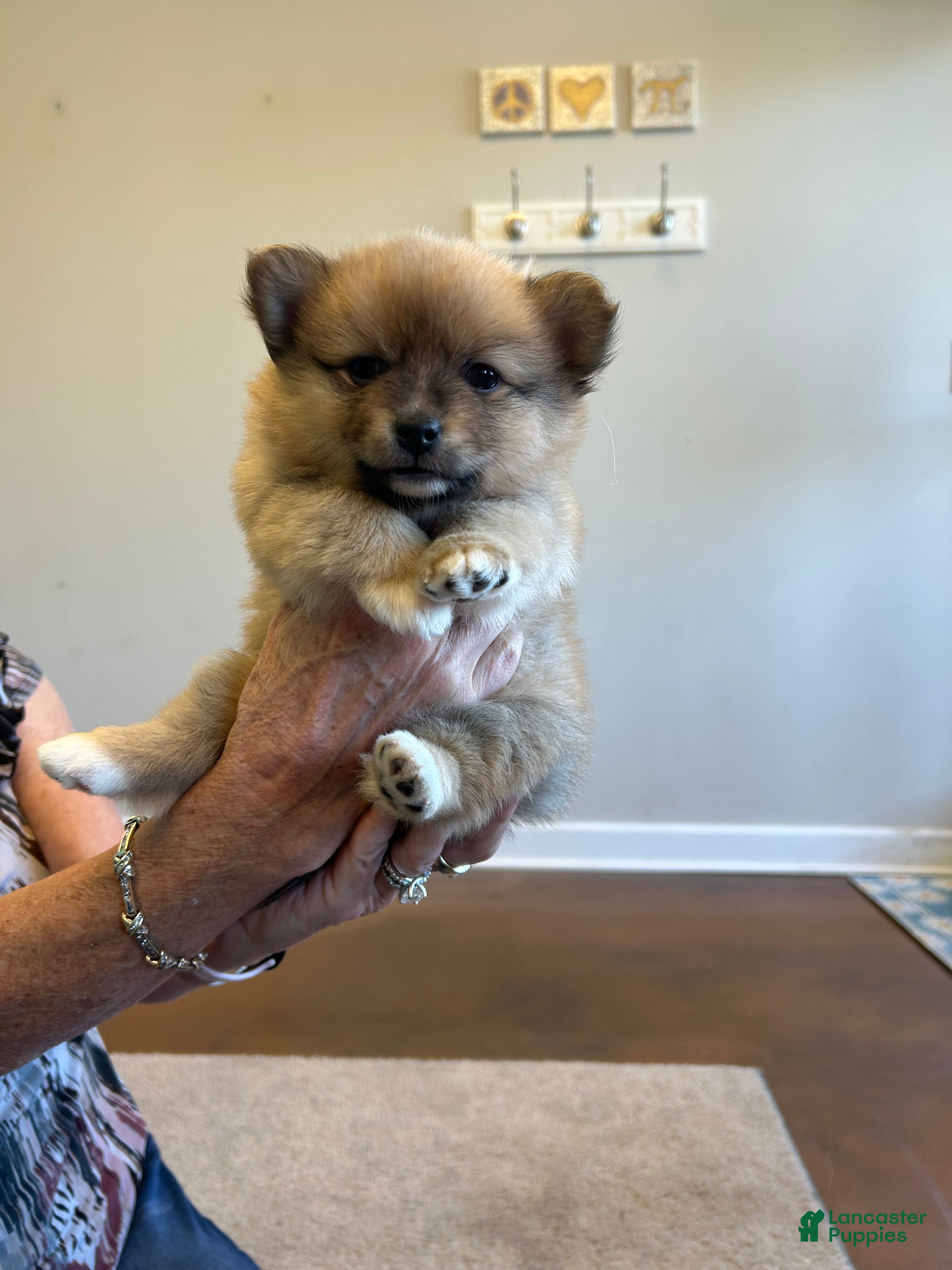 Pomeranian dogs Pomeranian Puppy 3 - Ad 2