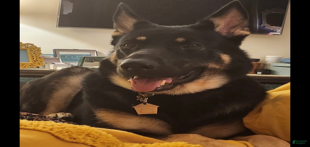 Gallery Image {{count}}