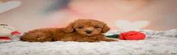 Toy Poodle dogs for sale: Alice - Ad 7