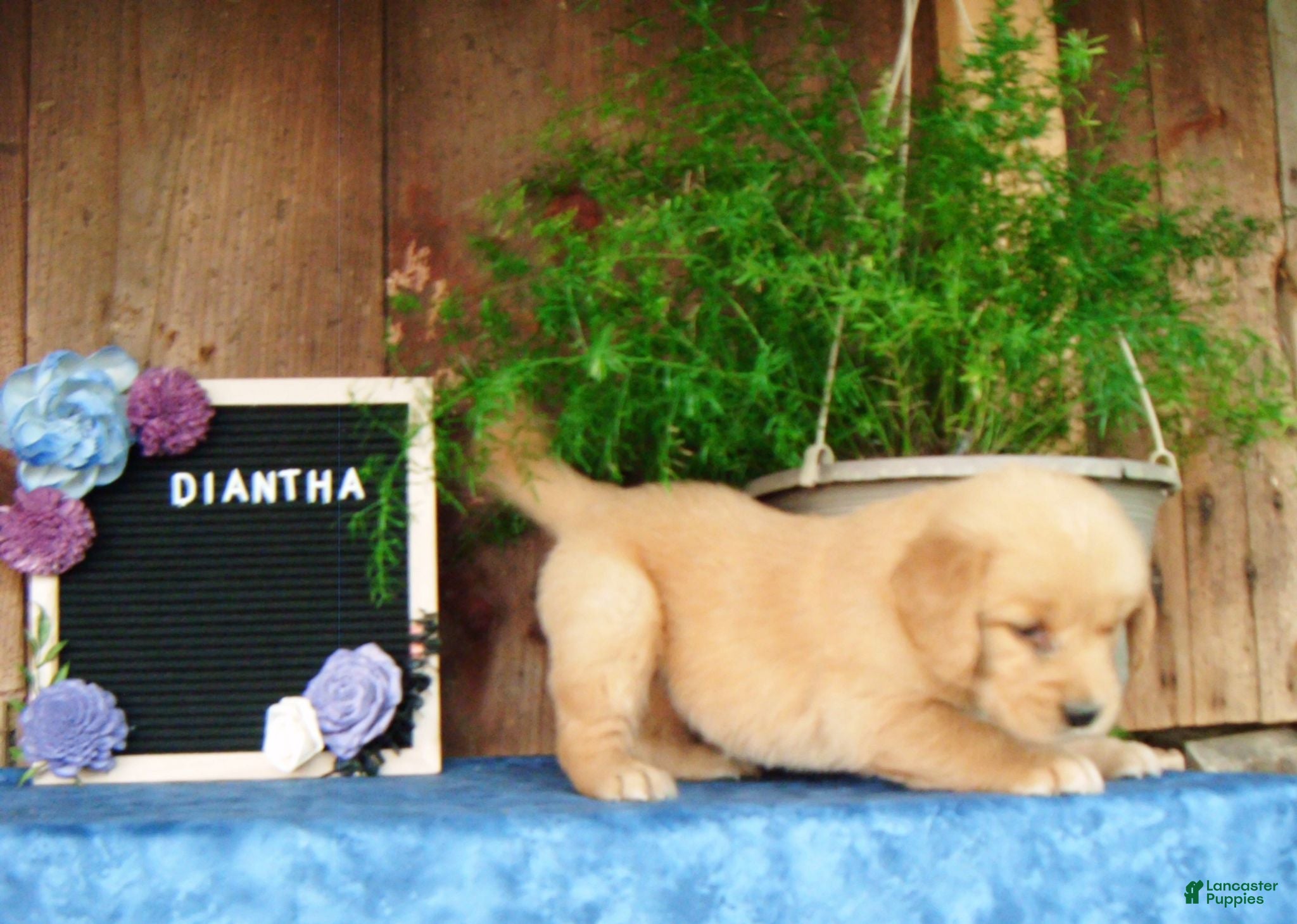 Golden Retriever dogs Diantha - Ad 2