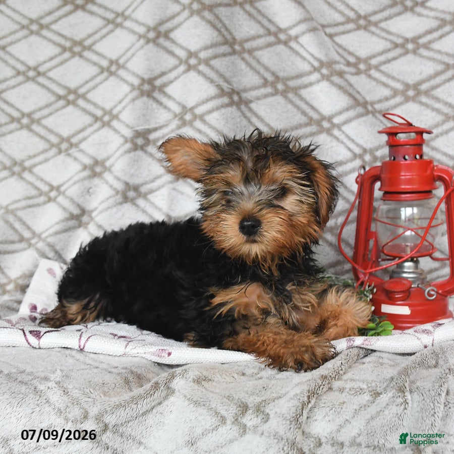 Yorkshire Terrier dogs Victor - Ad 2
