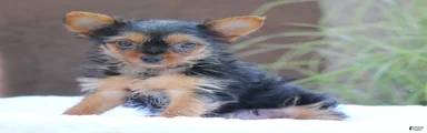 Missy