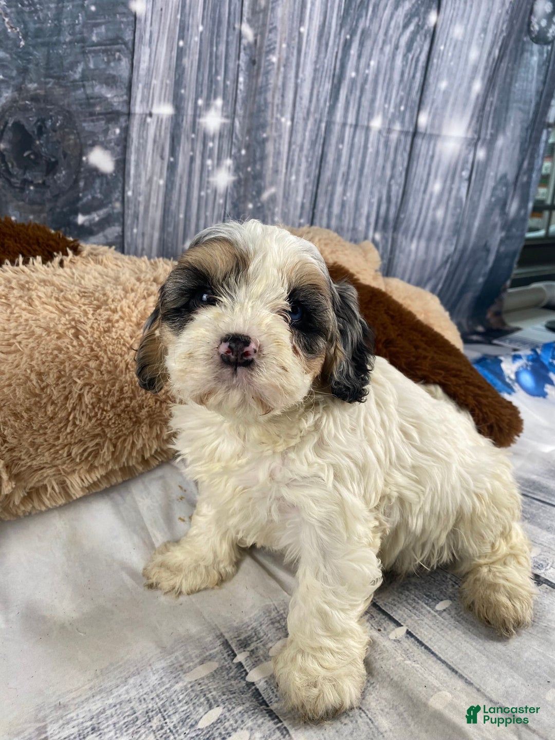Cavapoo dogs for sale: Julie - Ad 14