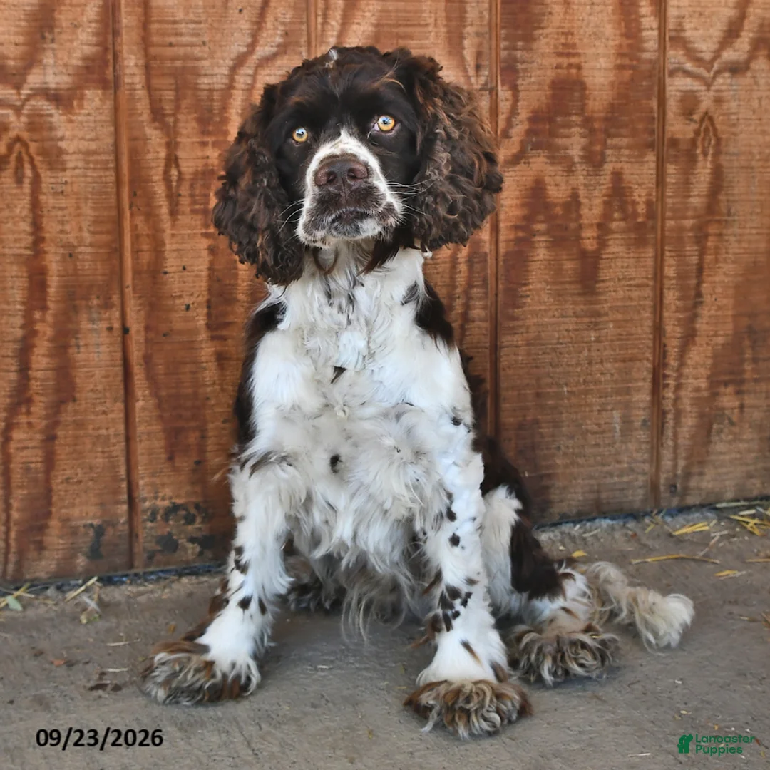 English Cocker Spaniel dogs for sale: Kimbo - Ad 5